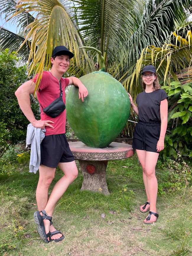 So groß war einmal die größte Kokosnuss 