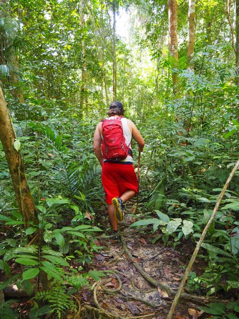 Dschungel Trekking – Kuala Trenggan nach Kuala Tahan