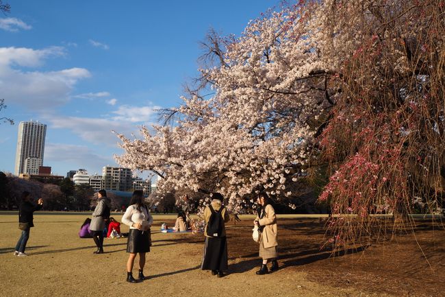Japan Part 2 - From Snow to Sakura