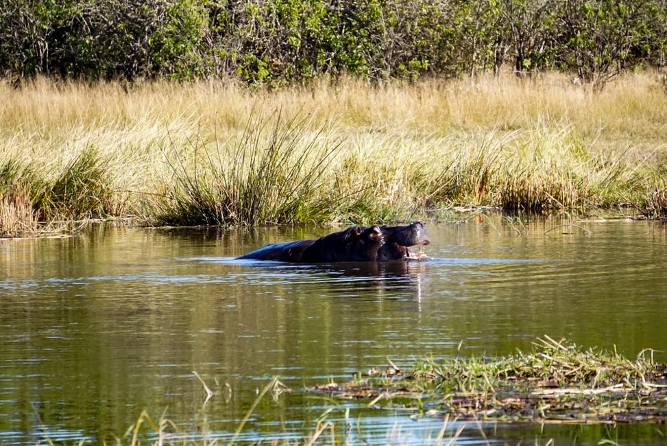 Hippo im Okavango Delta