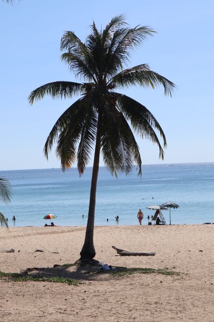 Palm tree at Karon Beach.