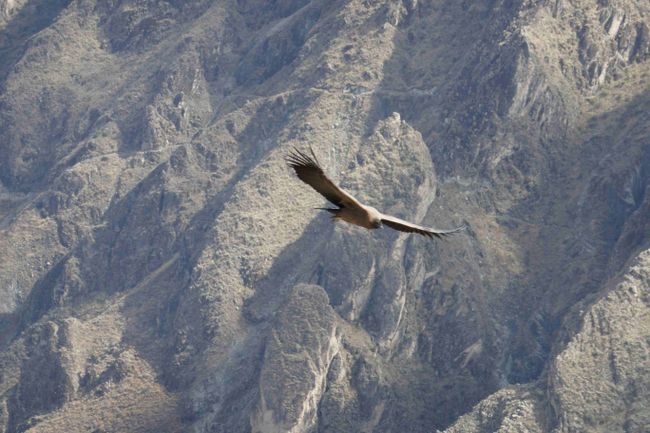 Andean condor with a wingspan of up to 3 meters
