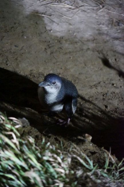 Korora, little blue penguin