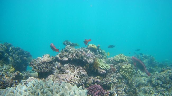 Das Tor zum Great Barrier Reef: Cairns