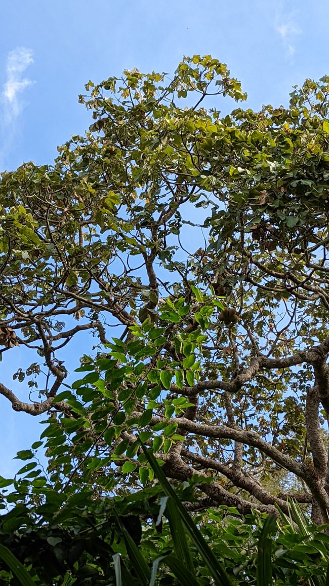 Aufenthalt im Süd Pantanal (Zusammenfassung)