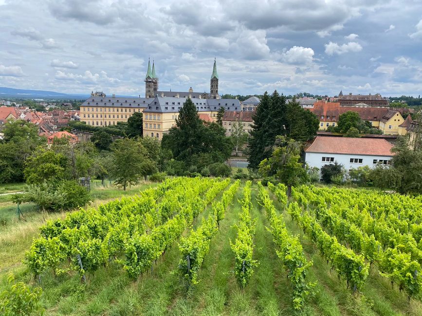 Ein Blick durch Weinhänge auf Bamberg.