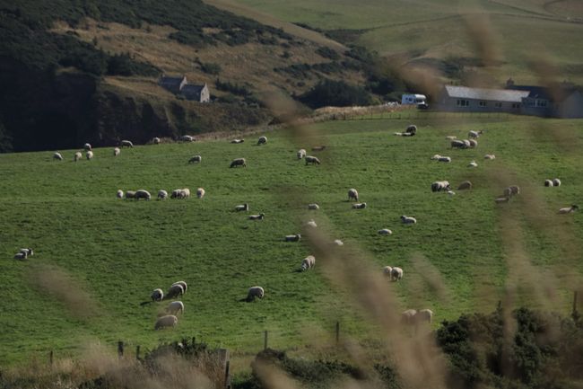 Sheep are grazing everywhere
