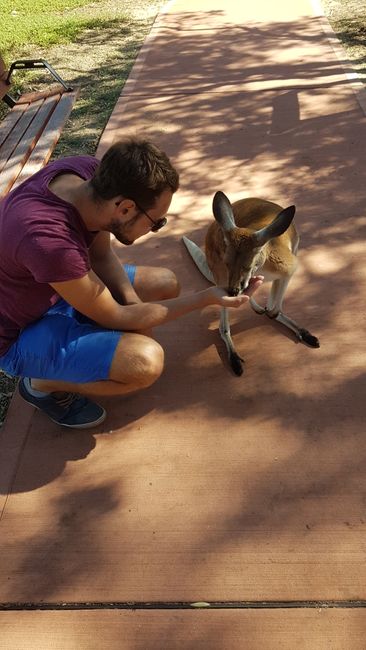 And of course, what impressed me the most: kangaroos and you could even feed them!!!