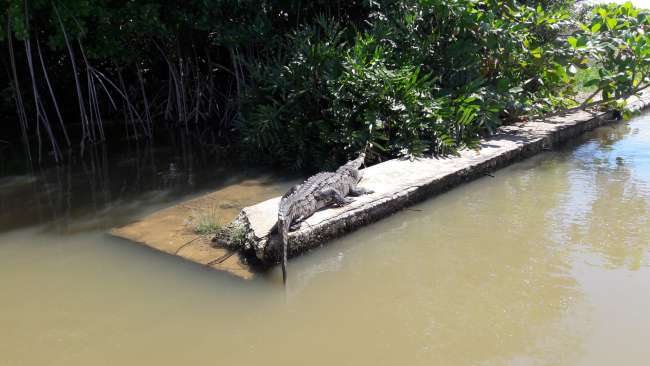 Crocodile in Black River 1