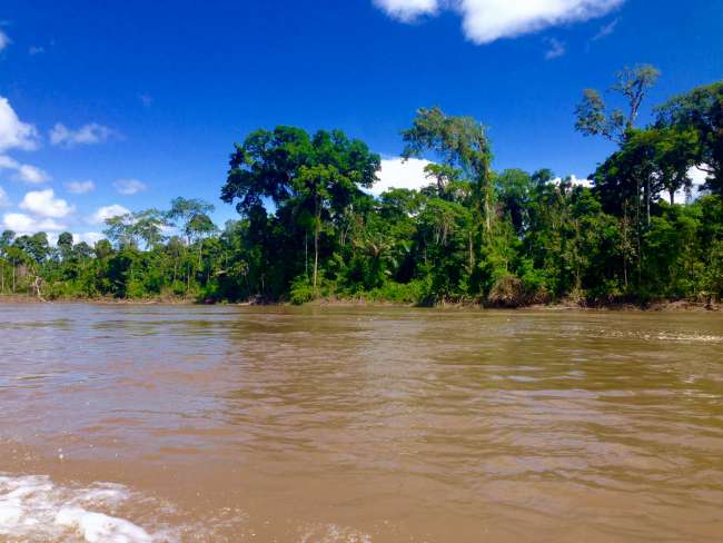 The jungle and the Rio Napo