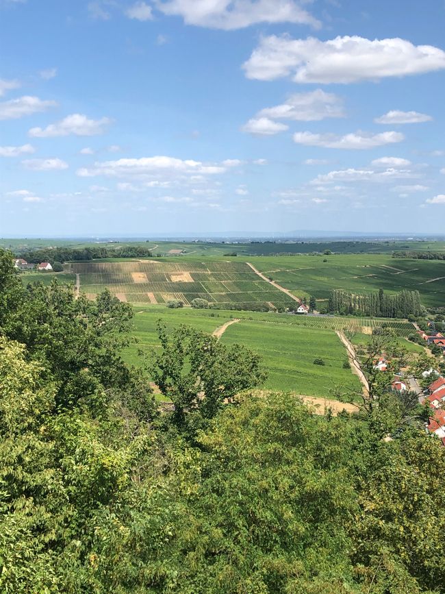 The vineyards around Klingenmünster