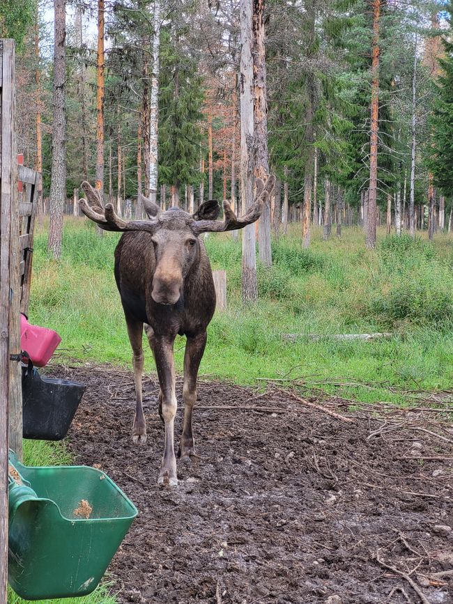 Oskar - the moose