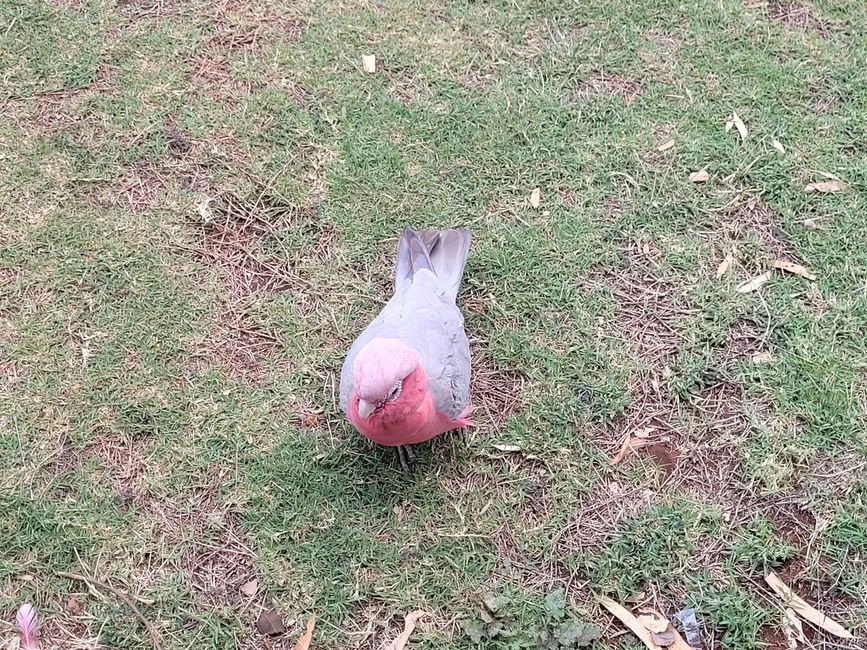 Galah wants its share