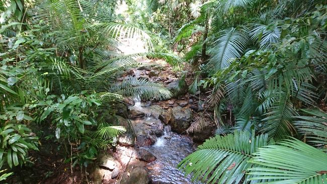 Daintree Rainforest - Tag1+2, Walks und Strände, Port Douglas