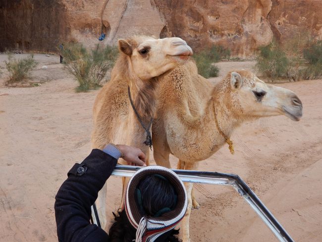 Camels :-)