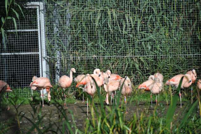 Dublin Zoo (25.09.2016)