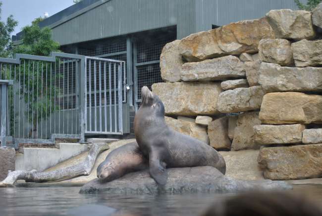 Dublin Zoo (25.09.2016)