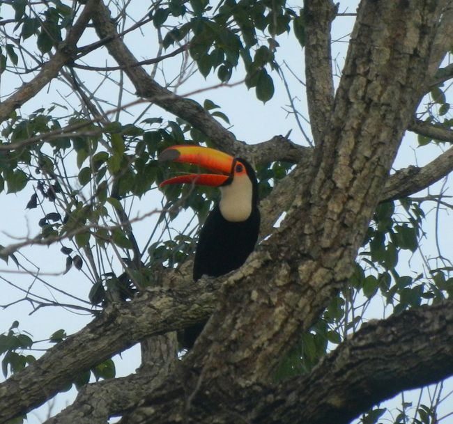 Pantanal Toucan