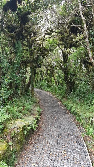 Goblin forest