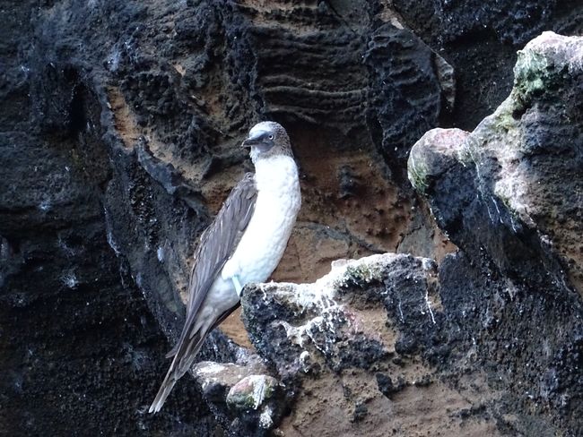 Galapagos-Seemannsgarn von der Seehundbank