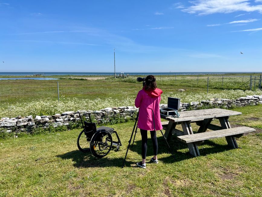 Robben beobachten auf Öland