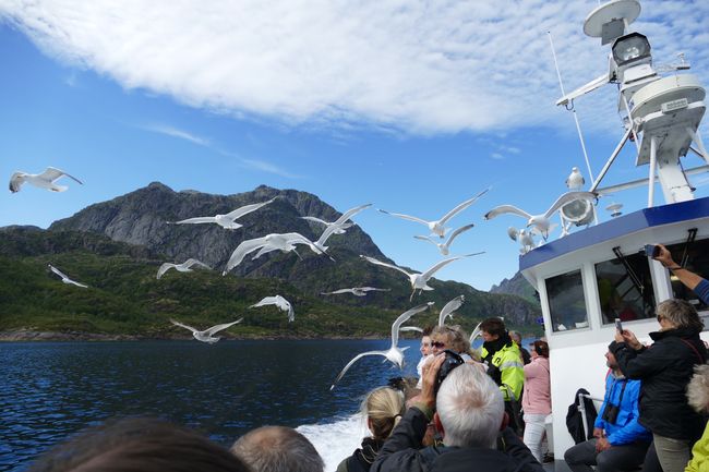 Norwegen mit Hurtigruten // Tag 10 // Seevogel-Safari II