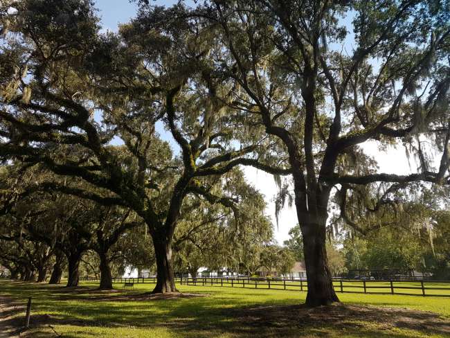 A trip to my desired destination Boone Hall: Film setting for 'Fackeln im Sturm' and active working plantation