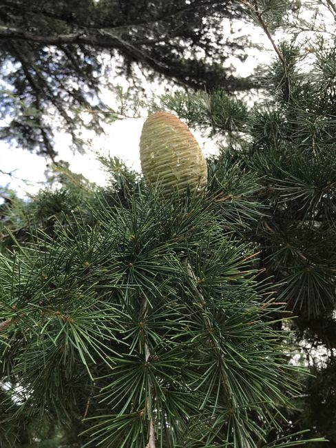 Which tree bears these cones?