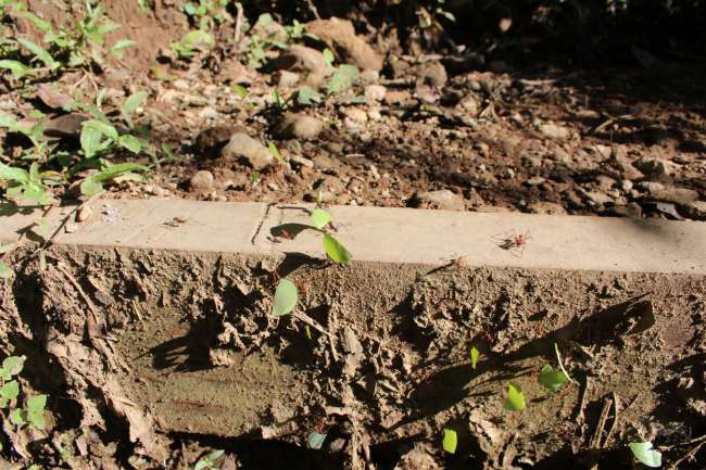 On the way to La Mura, you often come across the road of leafcutter ants.