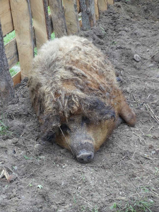 Mangalica pigs in the Stone Age village of Kussow
