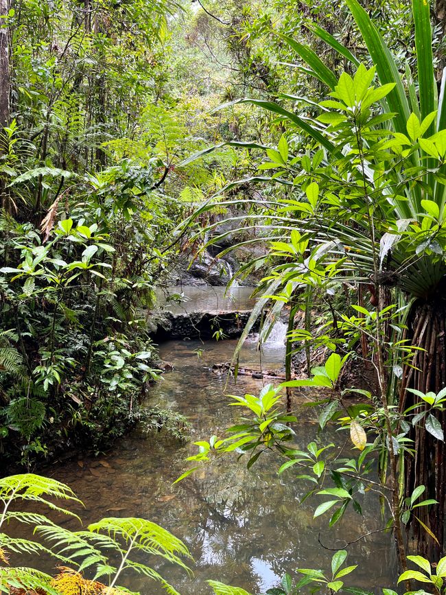 Colo-i-Suva-woud