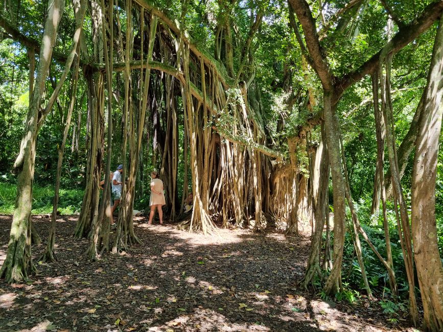 Hawaii 2022 - Part 3: Maui