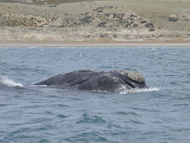 Ein Südkaper Wal. Diese kommen zur Fortpflanzung in den Golfo Nuevo 