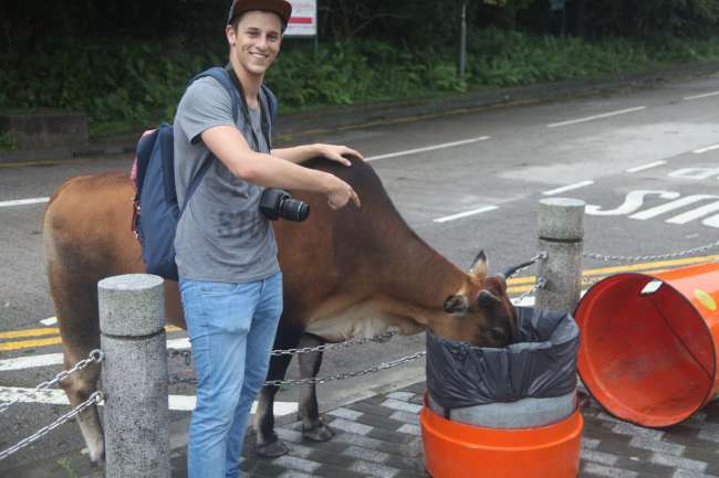 Cows on Lantao Island