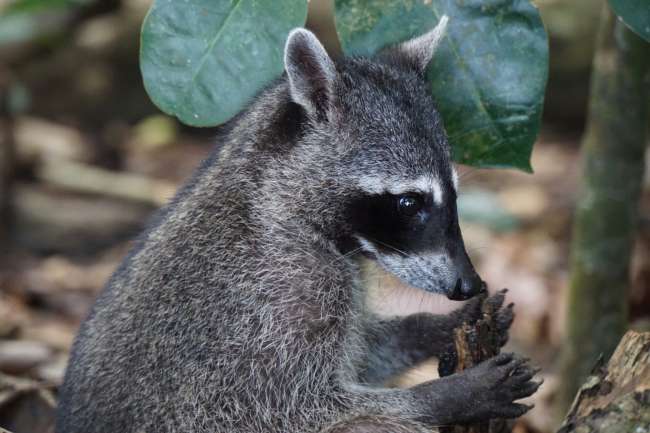 Costa Rica: Ach, so sieht ein Tapir aus...