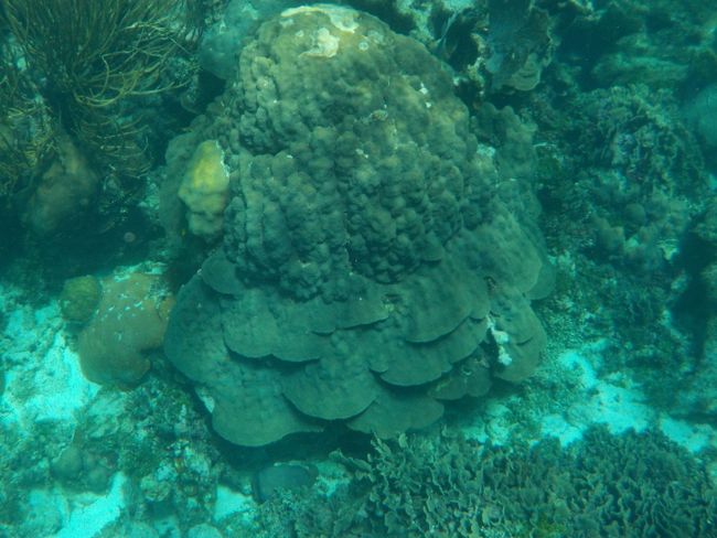 Sehr alte Koralle