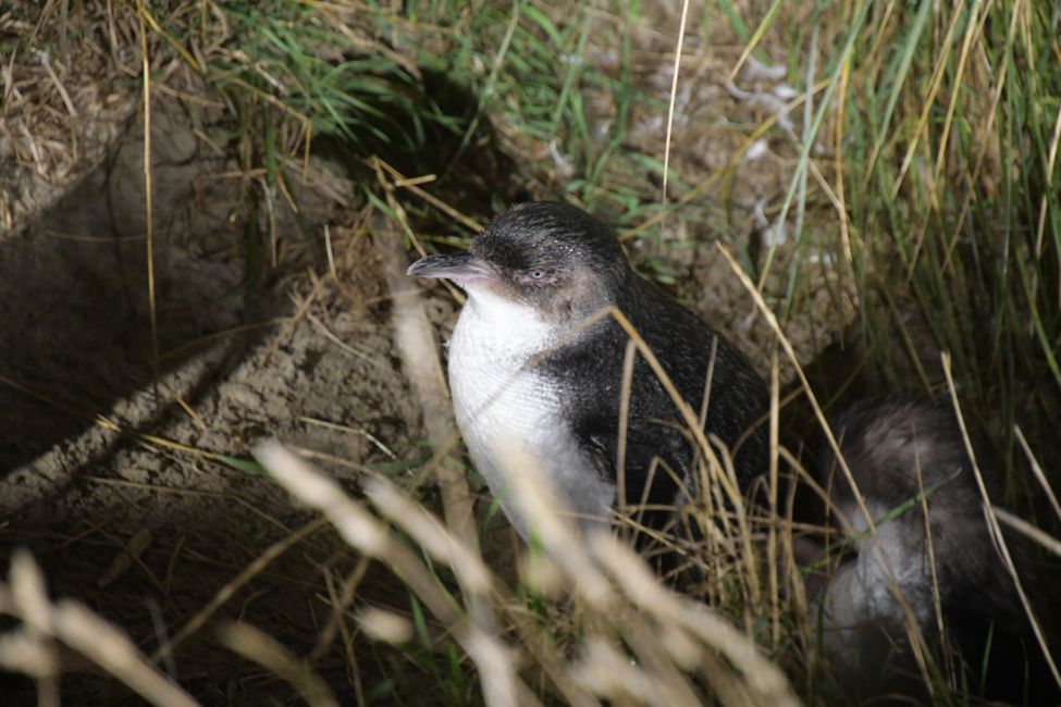 Otago Peninsula - Little Blue Penguin