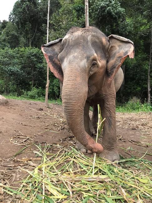 Ein Tag in einem Elefanten Schutzgebiet