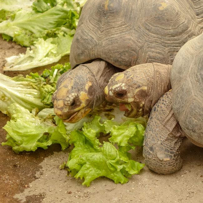 Mit hungrigen Schildkröten. 