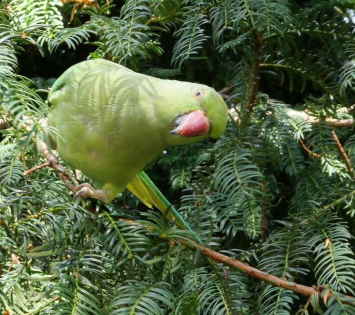 Ring-necked parakeet in Hyde Park