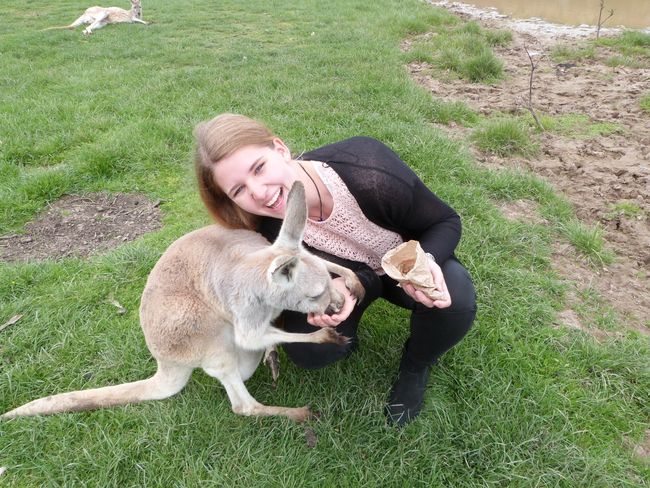 Kangaroos cuddle on Phillip Island