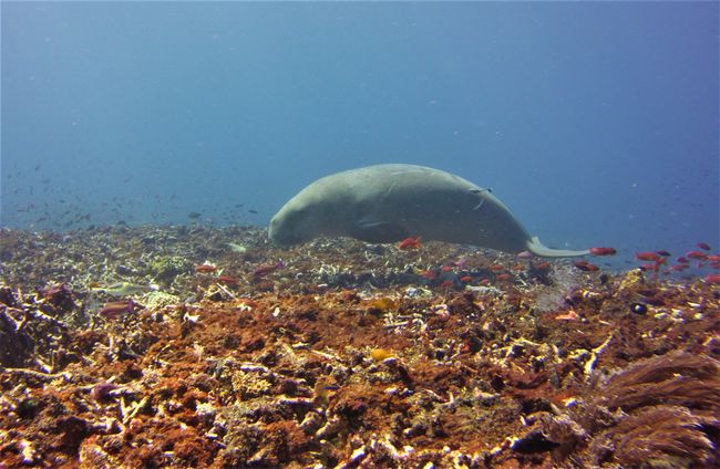 ghost moray eel