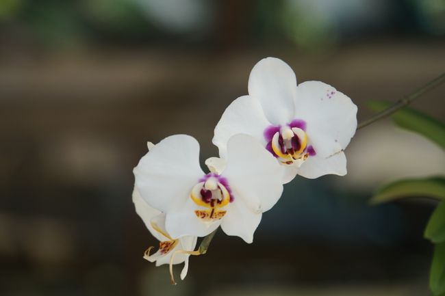 Orchideen im Orchideenpark