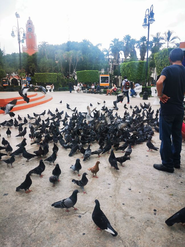 Feeding pigeons at Plaza Grande