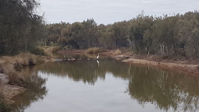 22.05.2019: Today I went to a reservoir in Mandurah.