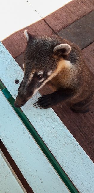 Coati - South American raccoon