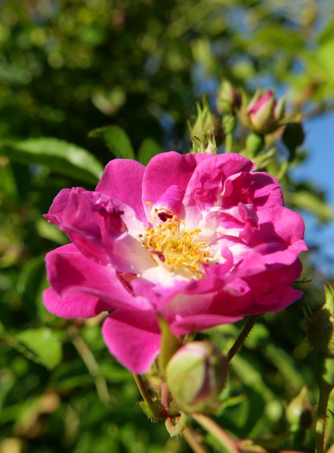 Rose novelty garden