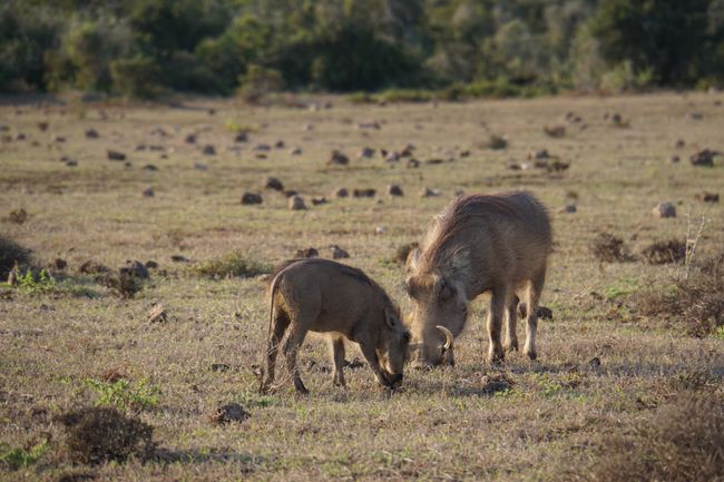 The Addo Elephant National Park