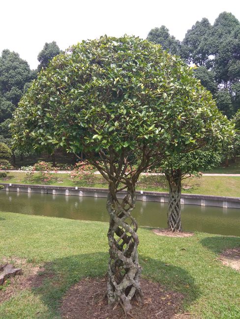 Special trees in the botanical garden