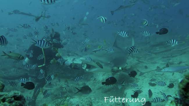 12.10.2016 Fiji # Shark diving und Tropensturm auf Viti Levu